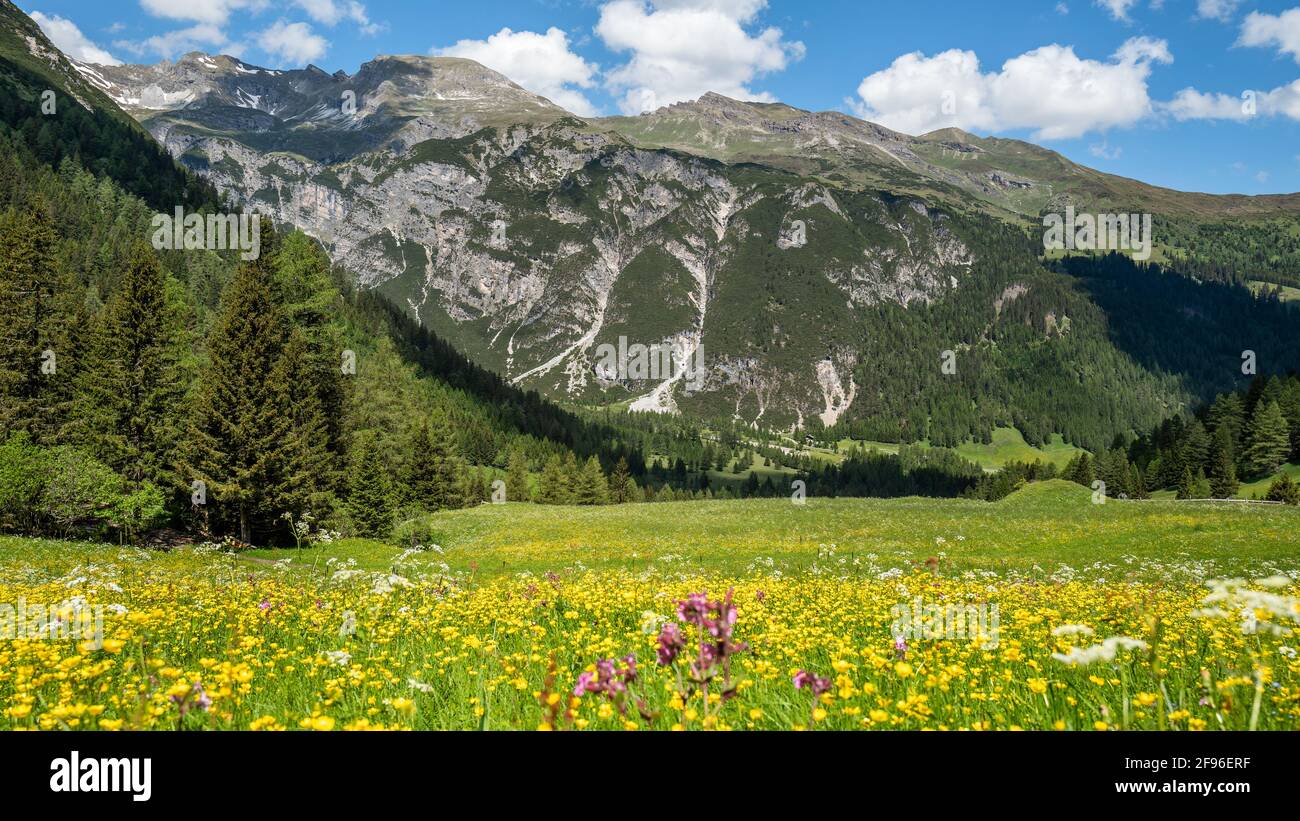 Prairie de fleurs, paysage de montagne, prairie alpine, prairie de fleurs jaunes, bassin de vallée avec fleurs Banque D'Images