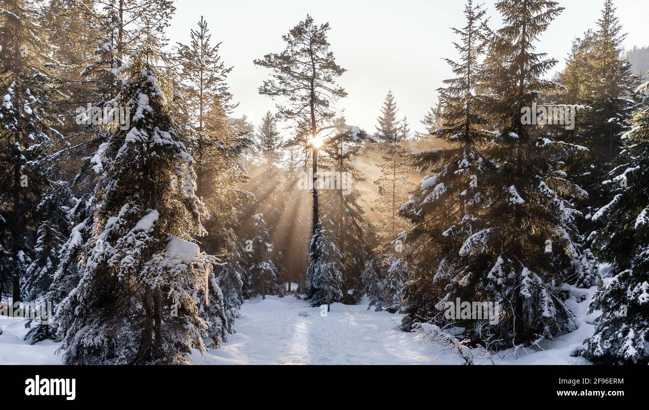 Soleil d'hiver, hiver, neige, arbre avec rayons du soleil Banque D'Images