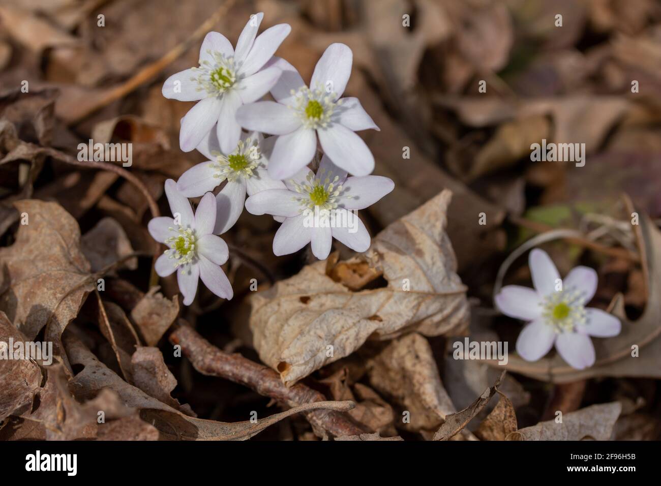 Vue rapprochée d'un groupe de fleurs sauvages Hepatica à lobes tranchants (anemone acutiloba) croissance non perturbée dans leur habitat forestier indigène au printemps Banque D'Images