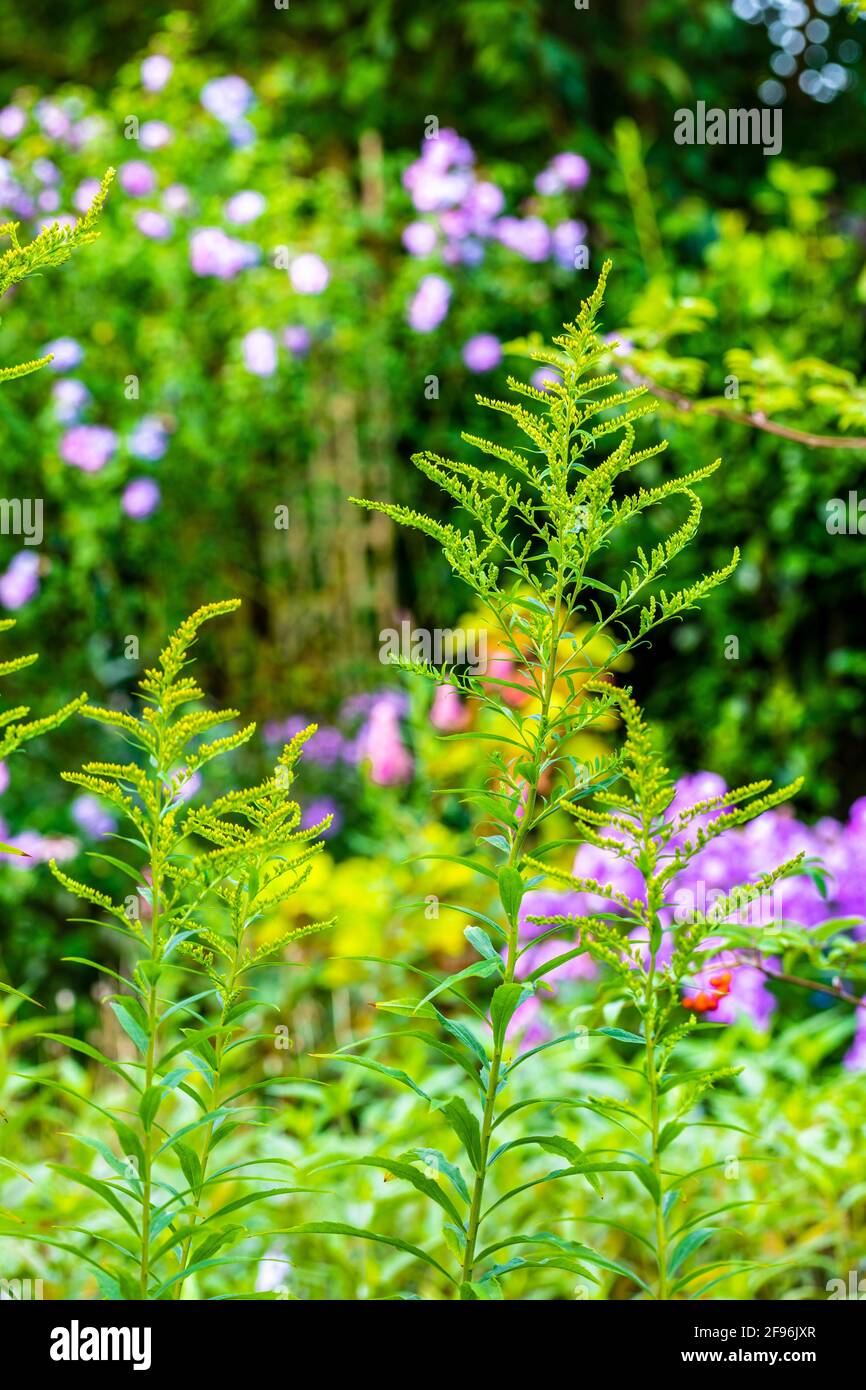 Goldenrod dans le jardin Banque D'Images