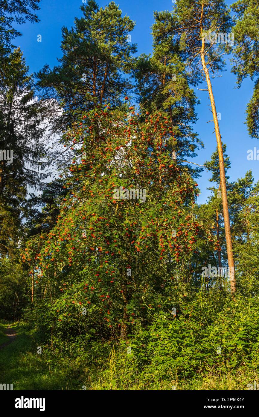 Frêne de montagne, frêne de montagne (Sorbus aucuparia), baies mûres Banque D'Images