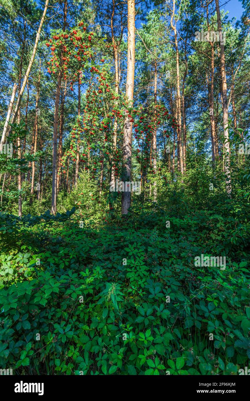 Frêne de montagne, frêne de montagne (Sorbus aucuparia), baies mûres Banque D'Images