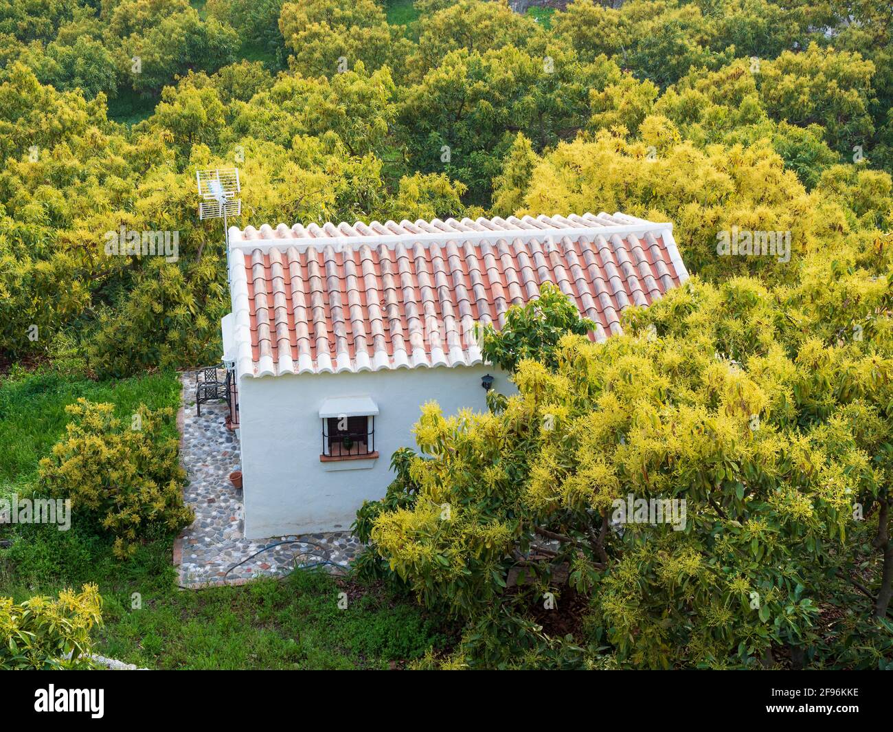 Plantation d'avocats avec une petite maison au milieu de celle-ci. Banque D'Images