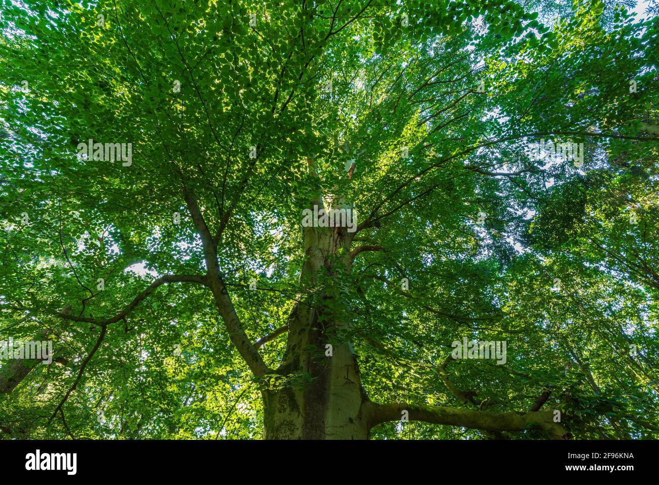 Arbre à feuilles caduques, vue sur la cime des arbres Banque D'Images