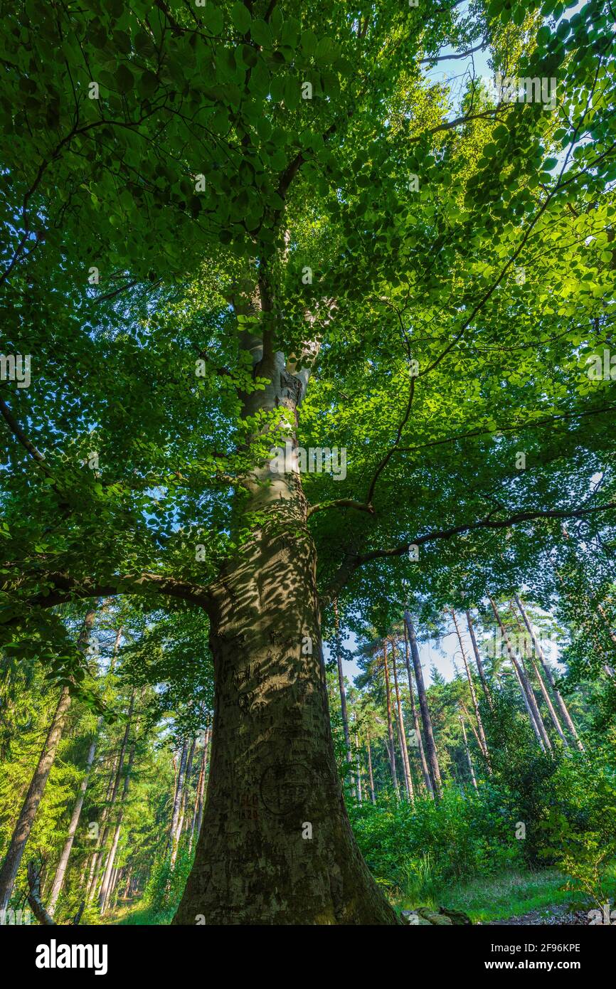 Arbre à feuilles caduques, vue sur la cime des arbres Banque D'Images