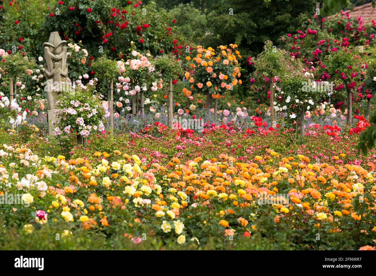 Jardin de roses, Seppenrade Banque D'Images
