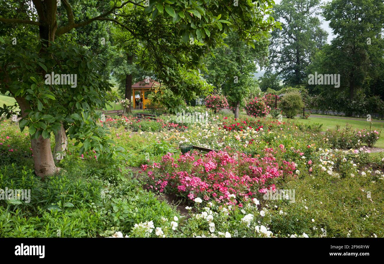Jardin de roses, Seppenrade Banque D'Images