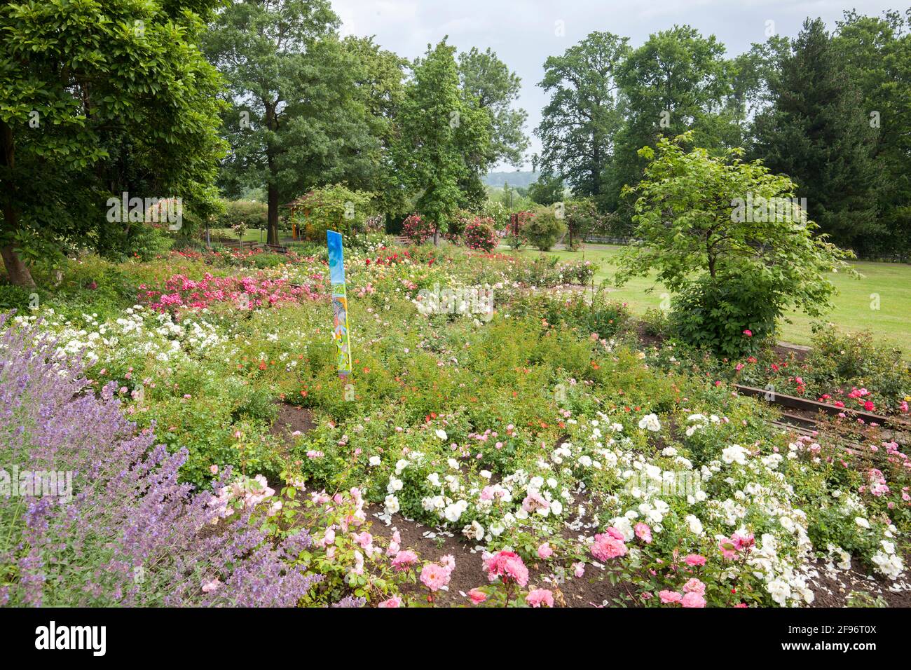 Jardin de roses, Seppenrade Banque D'Images
