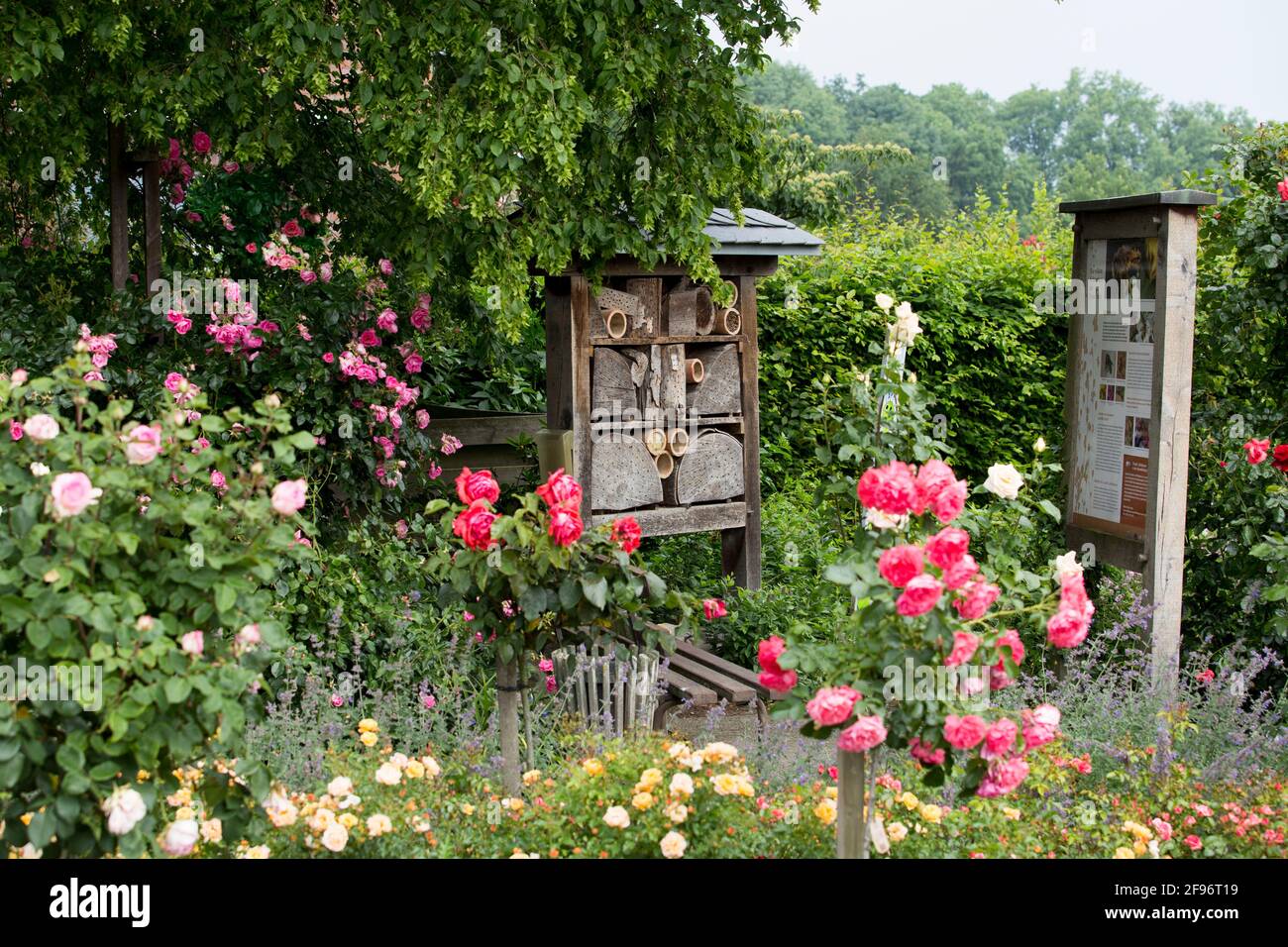 Jardin de roses, Seppenrade Banque D'Images