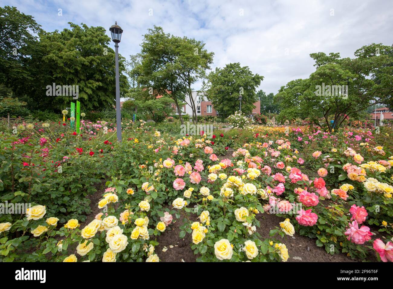 Jardin de roses, Seppenrade Banque D'Images