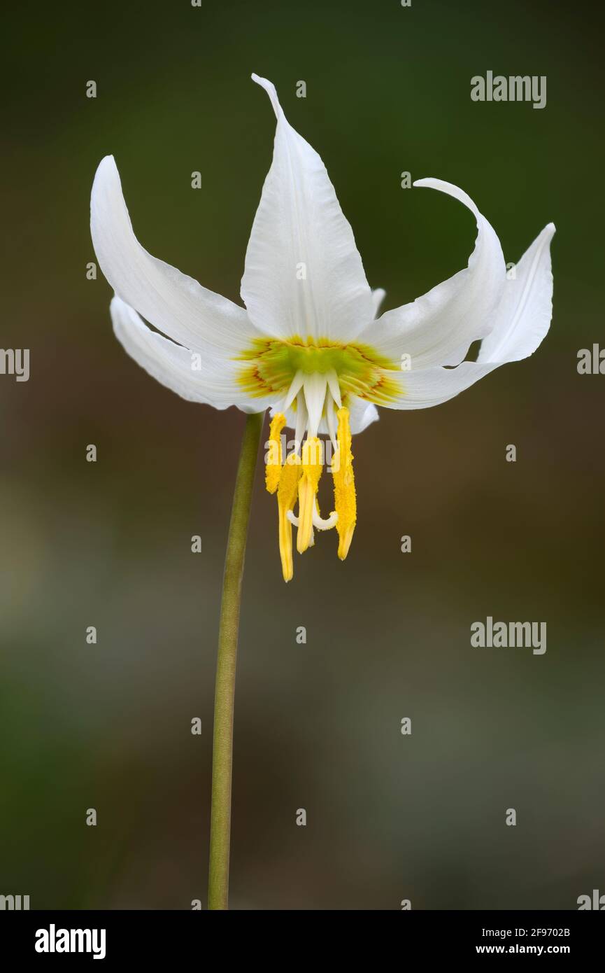 Oregon Fawn Lily (Erythronium oregonum); Howard Buford Recreation Area, Willamette Valley, Oregon. Banque D'Images