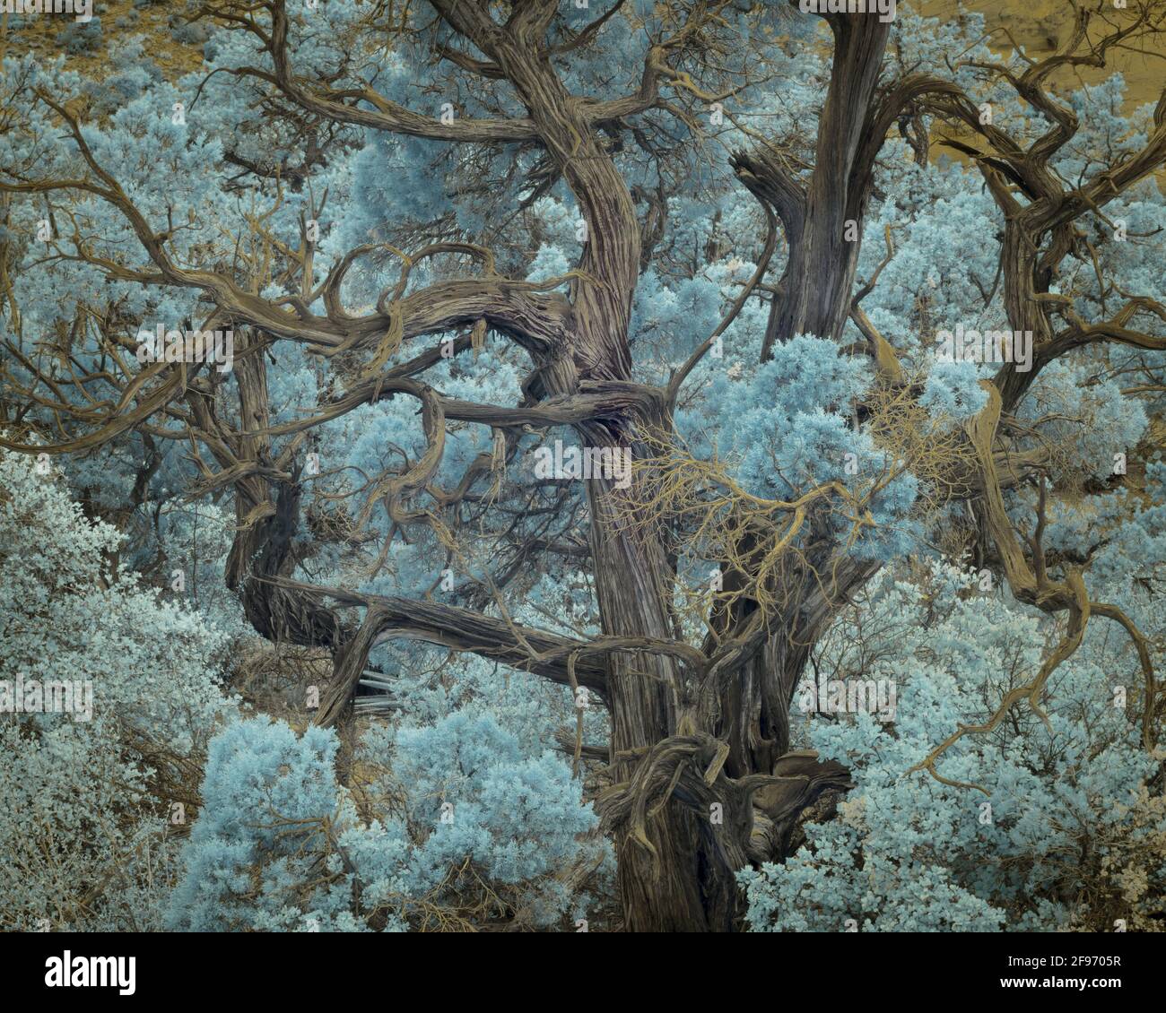 Utah Juniper Tree, forêt nationale de Coconino, Arizona. Super couleur infrarouge. Banque D'Images