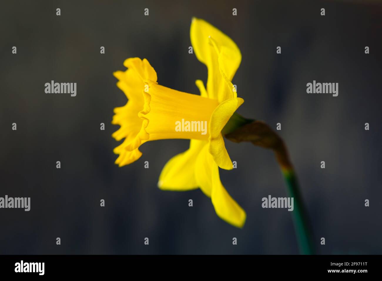 WA19434-00...WASHINGTON - les jonquilles fleurissent à la fin de l'hiver. Lensbaby Velvet 85 Banque D'Images