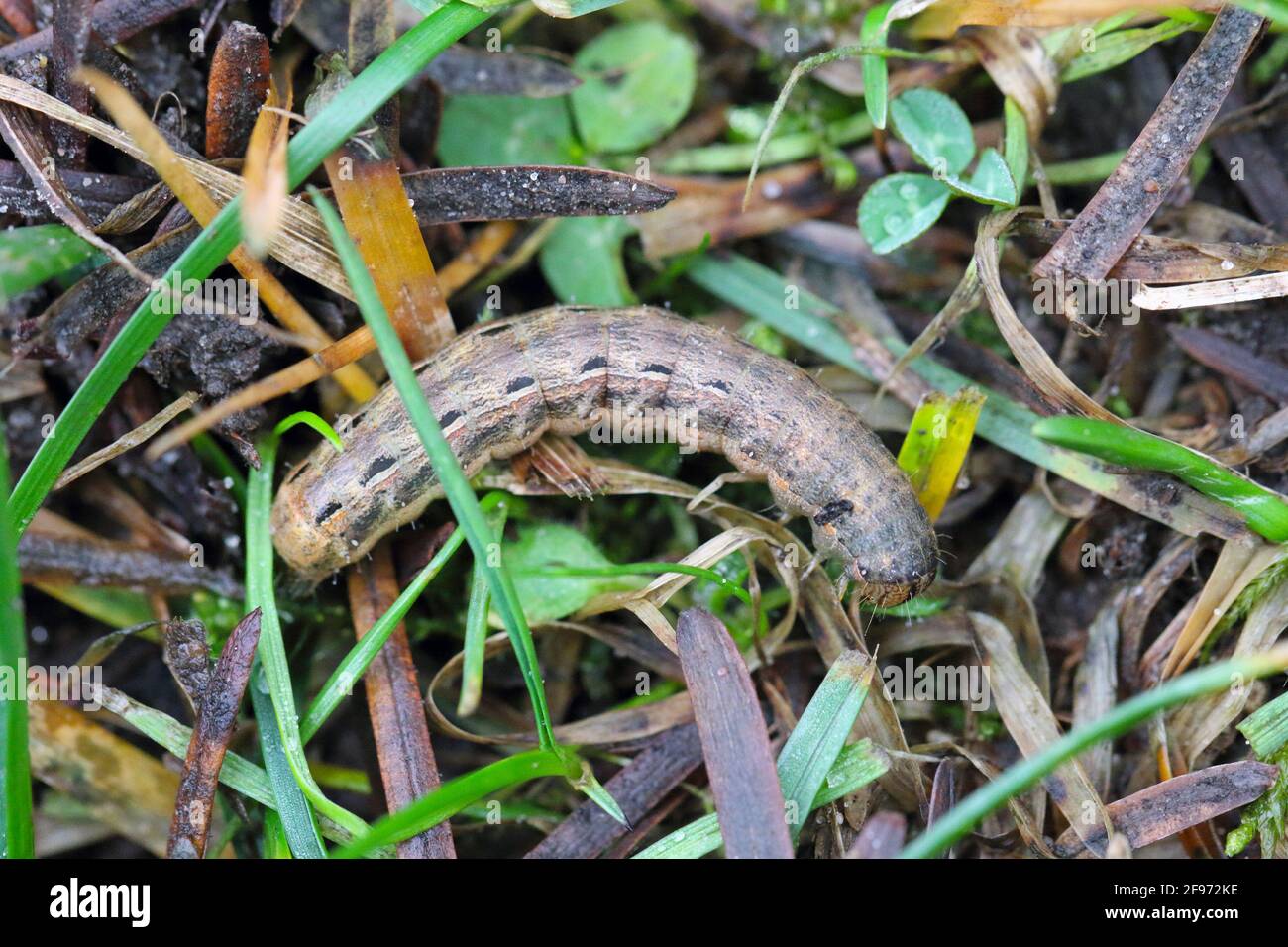 Chenilles de la grande sous-aile jaune (Noctua pronuba). C'est un papillon de la famille des papillons Noctuidae. Les chenilles de cette espèce sont nuisibles Banque D'Images