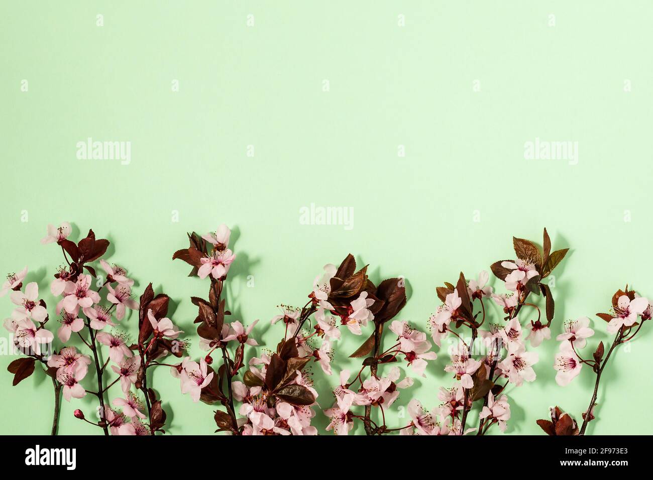 fond de printemps avec fleur fraîche sur fond vert. Banque D'Images