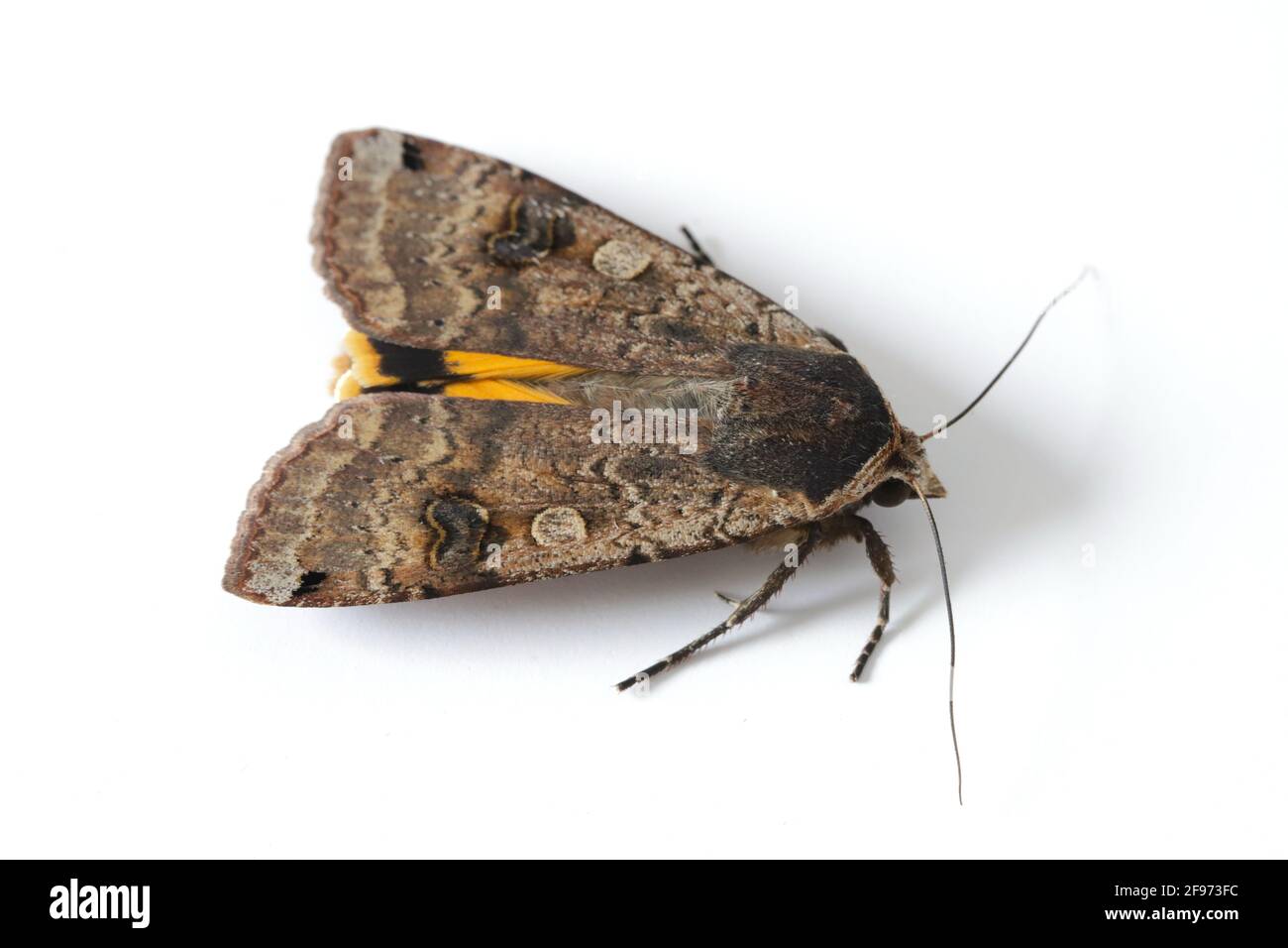 Mâle la grande sous-aile jaune (Noctua pronuba) est un papillon de la famille des papillons de nuit Noctuidae. Les chenilles de cette espèce sont des ravageurs de la plupart des cultures Banque D'Images