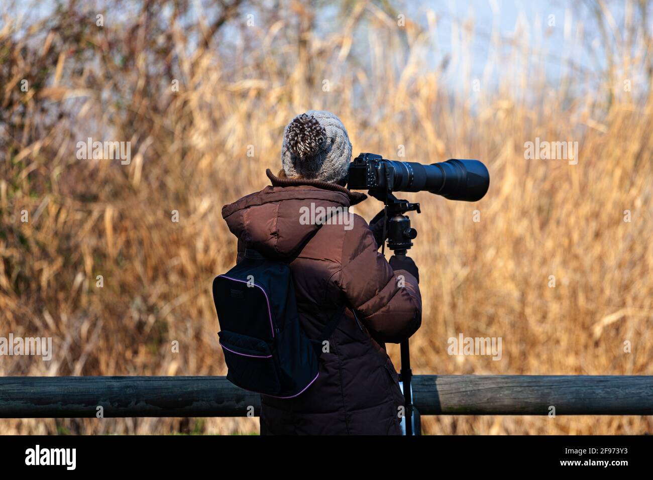 Photographe d'oiseaux Prenez des photos avec un appareil photo et un téléobjectif, Laguna di Marano Banque D'Images