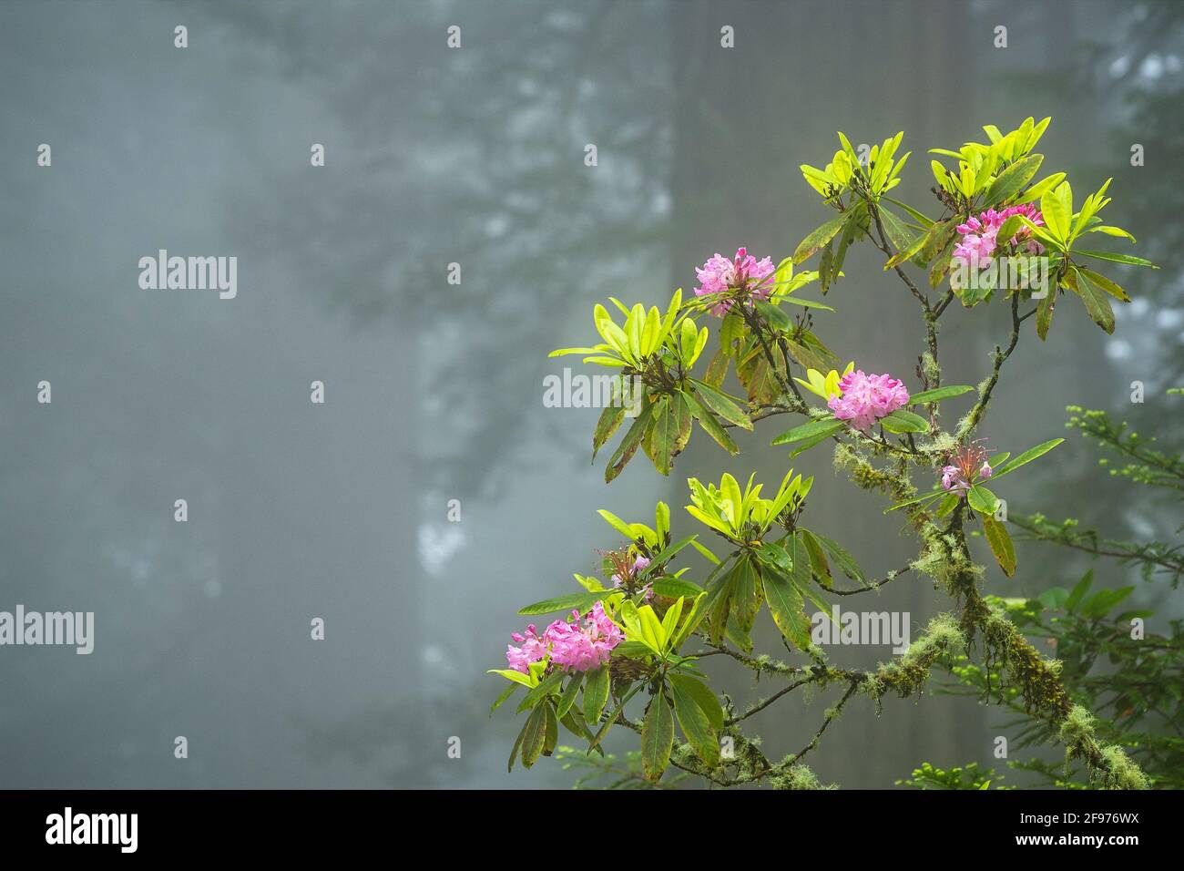 Rhododendron se blottant dans le brouillard, parc national Del Norte Redwoods, parc national et parc national Redwoods, Calfornia. Banque D'Images