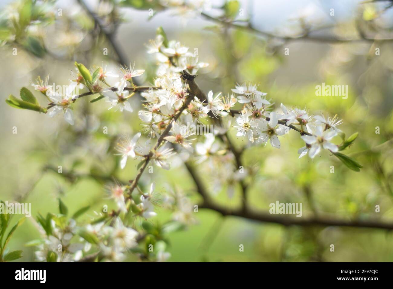 Blackthorn avec fleur de sloe prunus spinosa et arrière-plan bokeh Banque D'Images