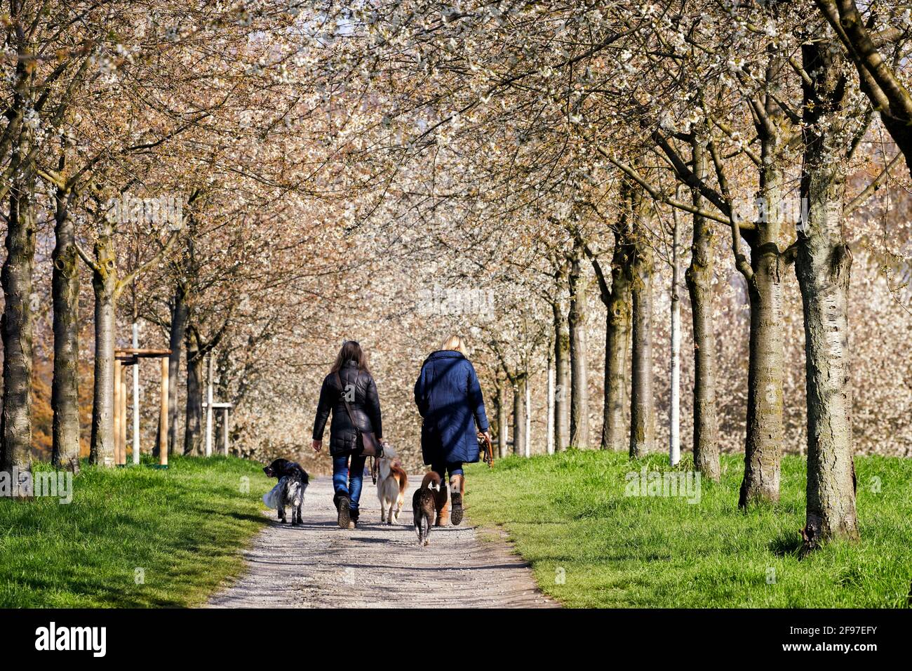 Suesskirschbaum Allee in Blute mit Spaziergaengern. Banque D'Images