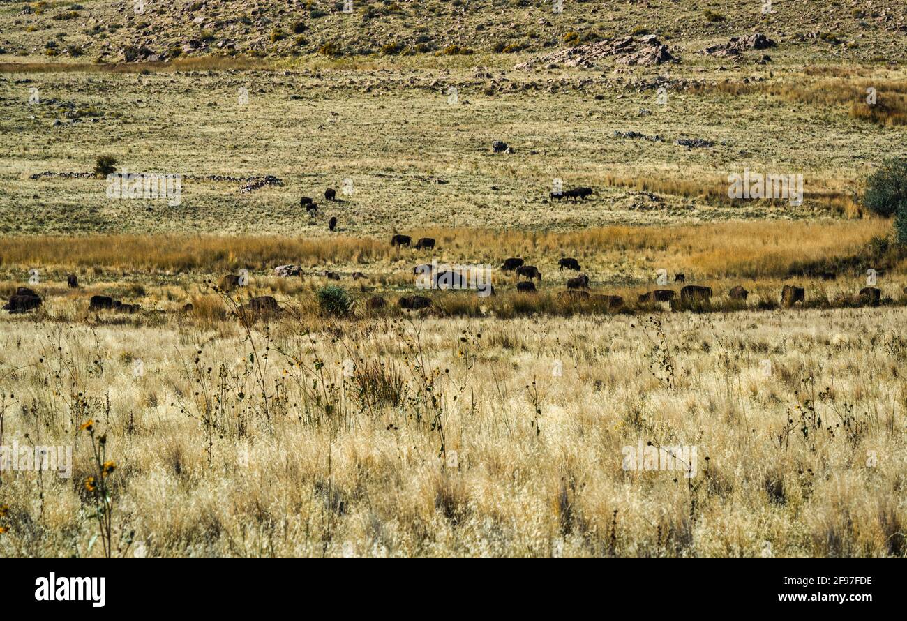 Bison dans le parc national d'Antelope Island, Salt Lake City, Utah, États-Unis, Amérique Banque D'Images
