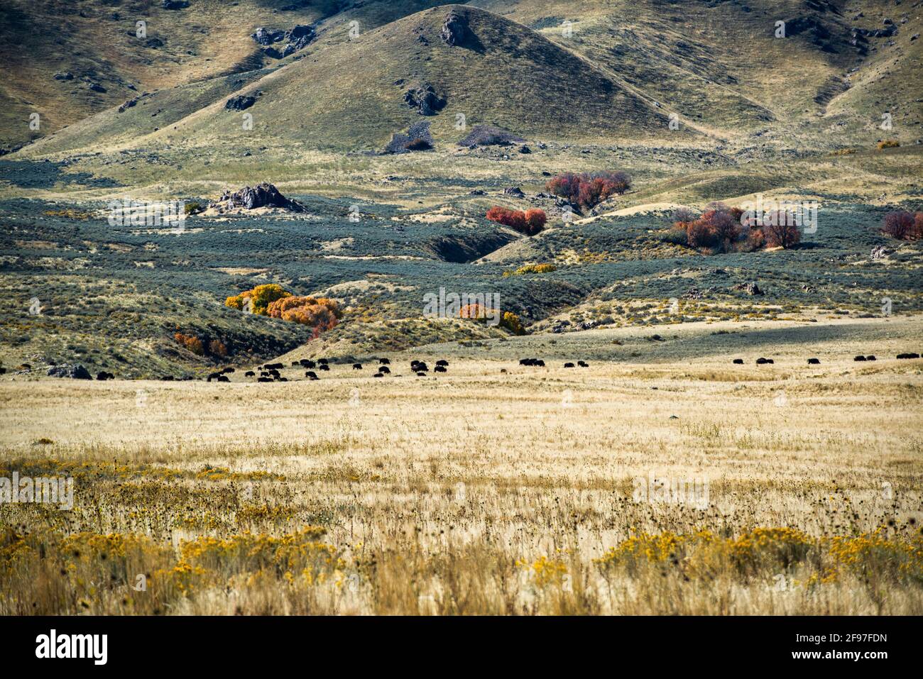 Bison dans le parc national d'Antelope Island, Salt Lake City, Utah, États-Unis, Amérique Banque D'Images