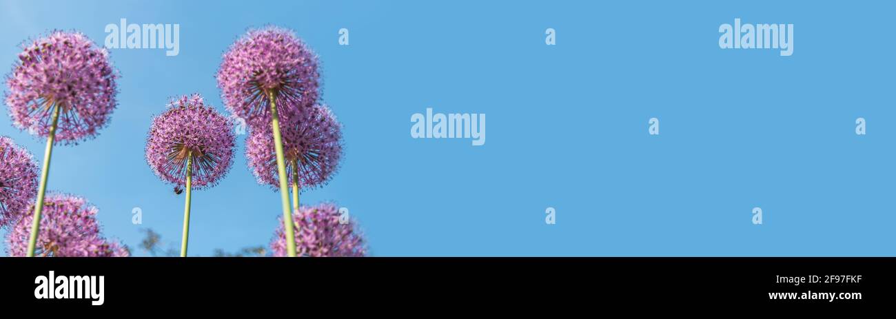 Fleurs rondes violettes d'oignon géant dans le jardin, en été Banque D'Images