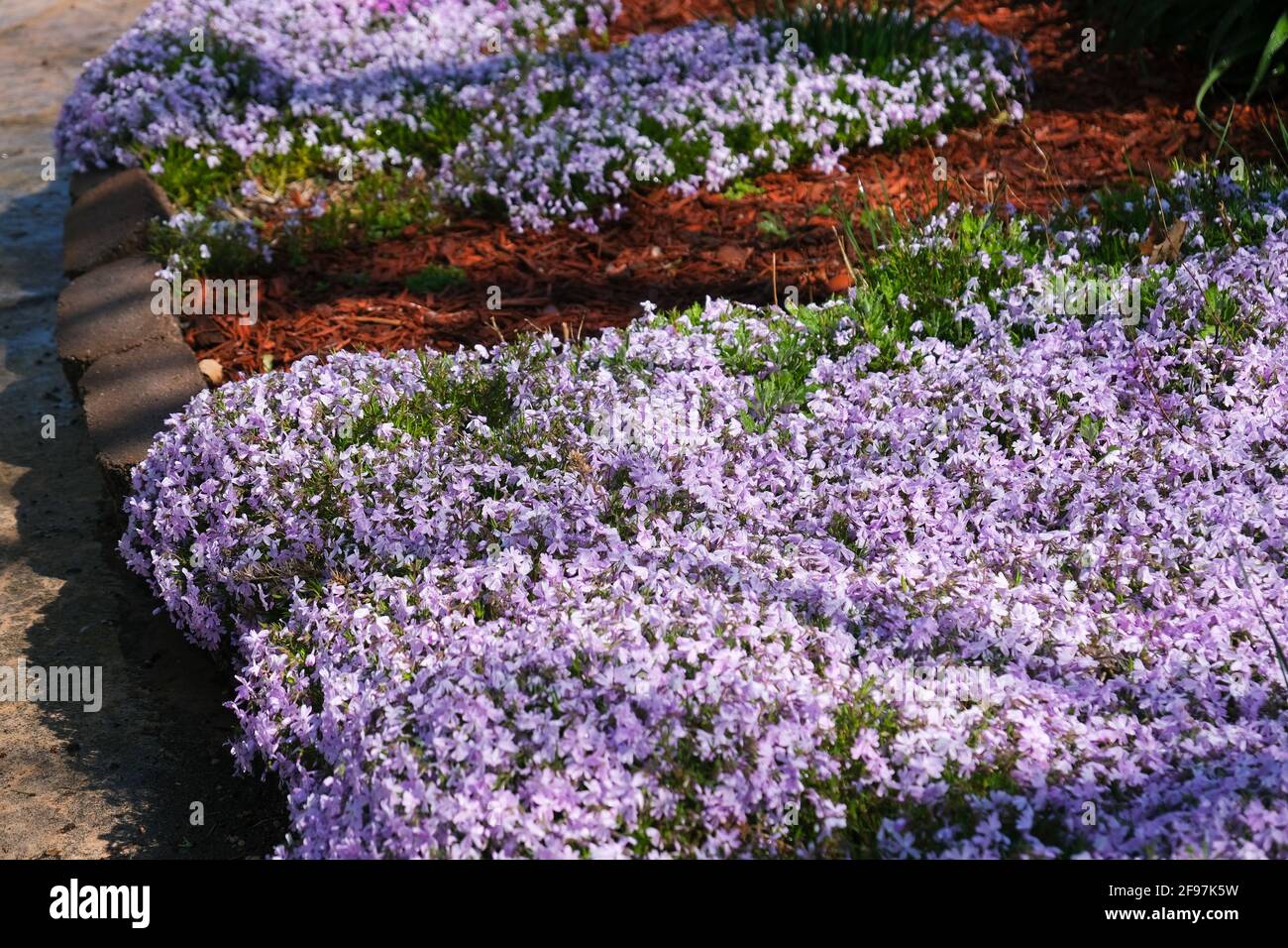 Le Phlox subulata, une glace bleu émeraude, qui déborde sur un trottoir au printemps. ÉTATS-UNIS. Banque D'Images