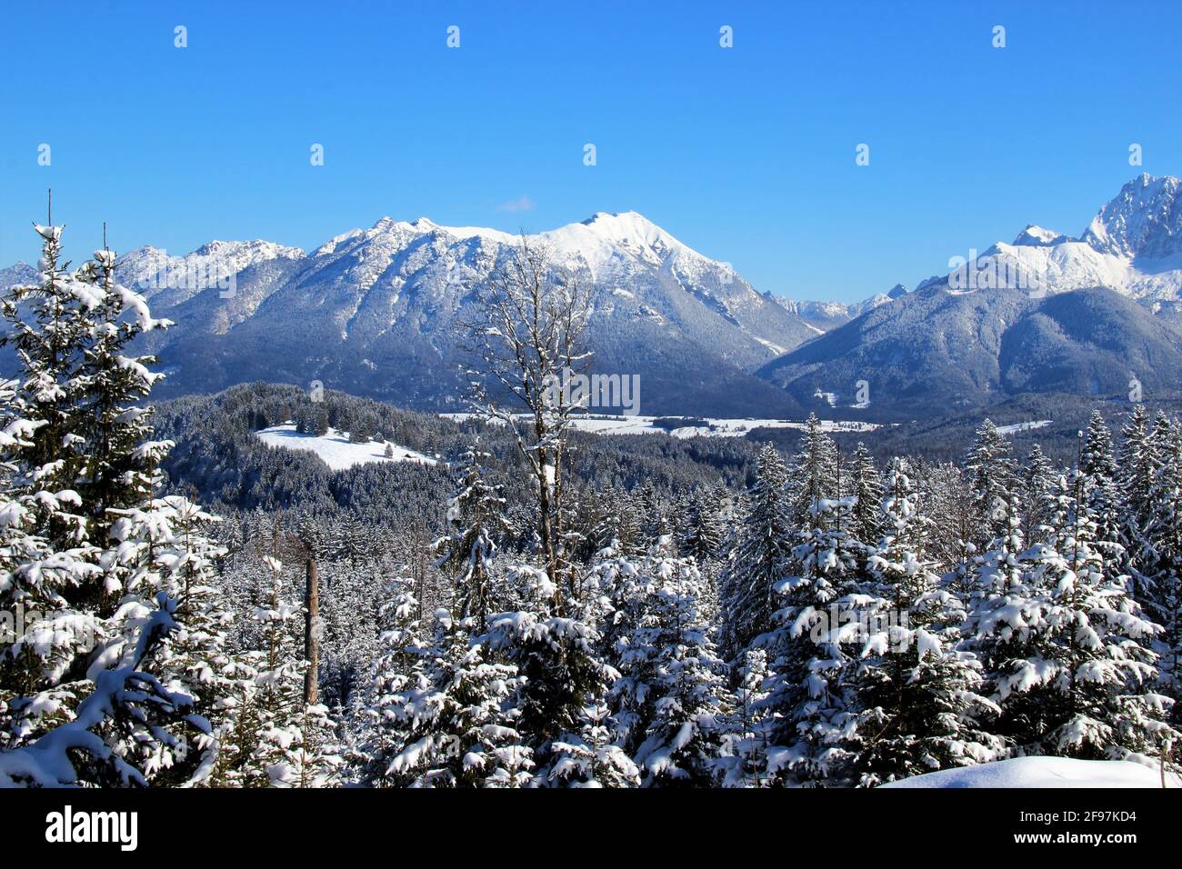 Soierngruppe avec tête de signal, Soiernspitze à côté de Rehberg, Wörnersattel et Wörner dans les monts Karwendel, derrière la forêt d'hiver enneigée, Hirzeneck, hiver à Werdenfelser Land, Europe, Allemagne, Bavière, haute-Bavière, Krün, le temps de rêve Banque D'Images