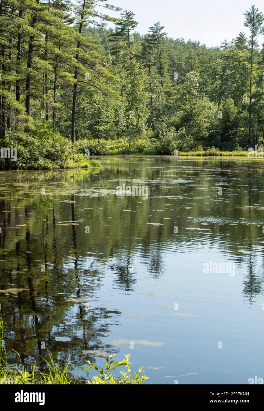 Catamount Pond, Allenstown, New Hampshire. C'est le parc national de Bear Brook le plus grand du New Hampshire Banque D'Images