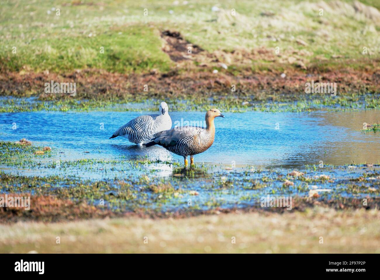 Bernache des hautes terres (Chloephaga picta) et bernache à tête de Ruddy (Chloephaga rubidiceps), île Sea Lion, îles Falkland, Amérique du Sud Banque D'Images