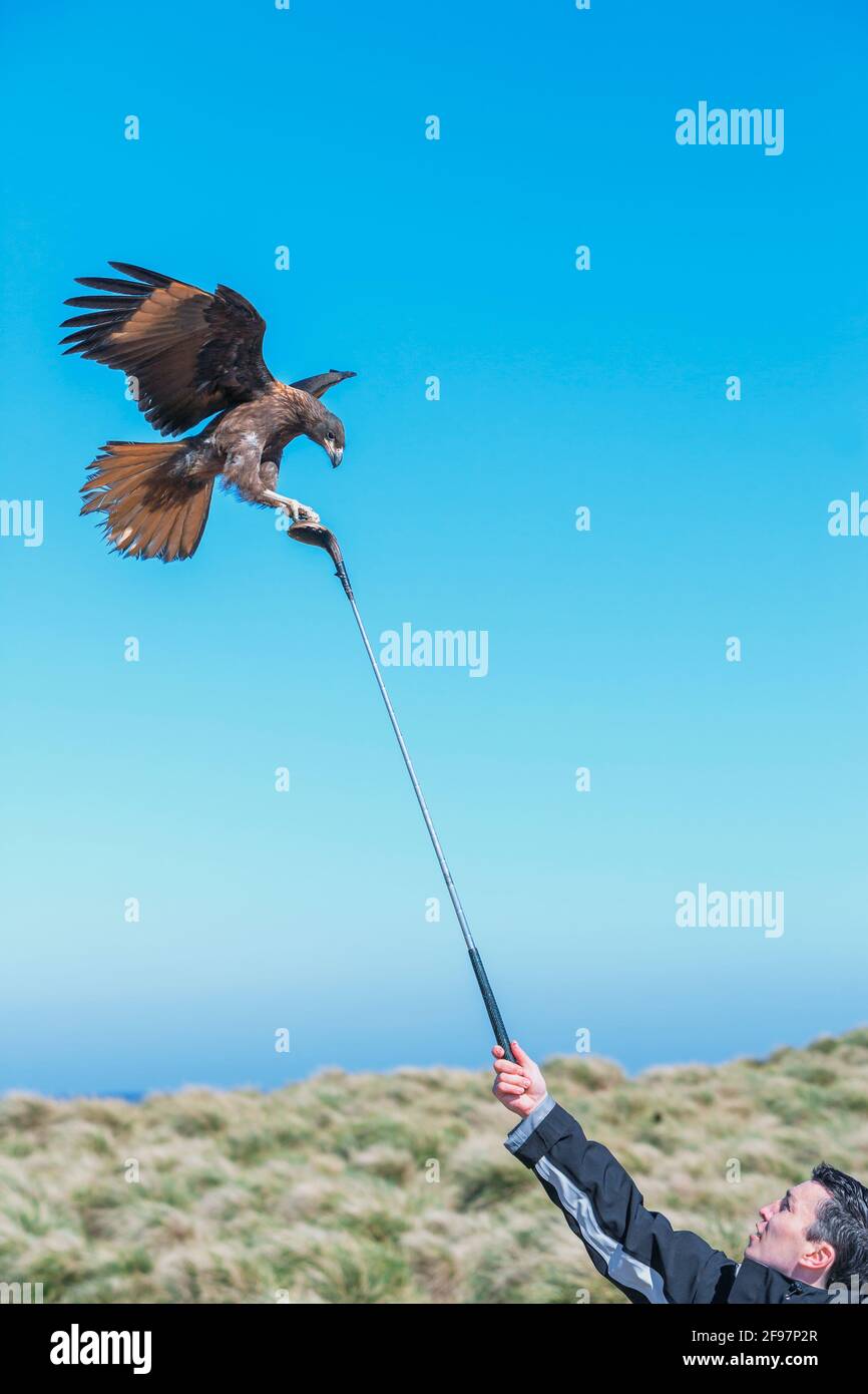 Caracaras striées (Phalcoboenus australis) en vol jouant avec un bâton de golf, Sea Lion Island, îles Falkland, Amérique du Sud Banque D'Images