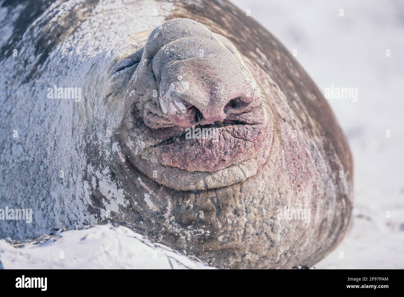 Phoque du Sud de l'éléphant (Mirounga leonina) mâle reposant sur une plage de sable, île Sea Lion, îles Falkland, Amérique du Sud Banque D'Images