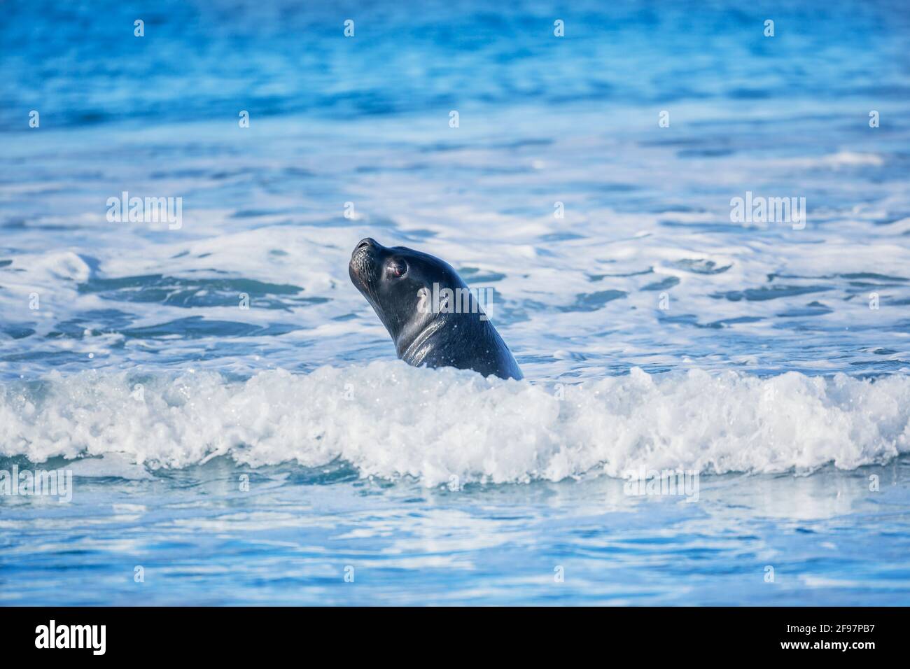 Un rare phoque de Weddell (Leptonychotes weddellii) nageant dans les eaux des îles Falkland, l'île du lion de mer, les îles Falkland, l'Amérique du Sud Banque D'Images