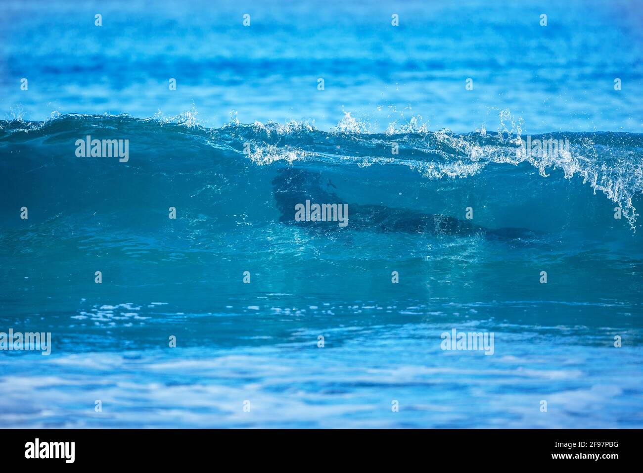 Southern Elephant Seal (Mirounga leonina), vagues de surf mâles, Sea Lion Island, îles Falkland, Atlantique Sud, Amérique du Sud Banque D'Images