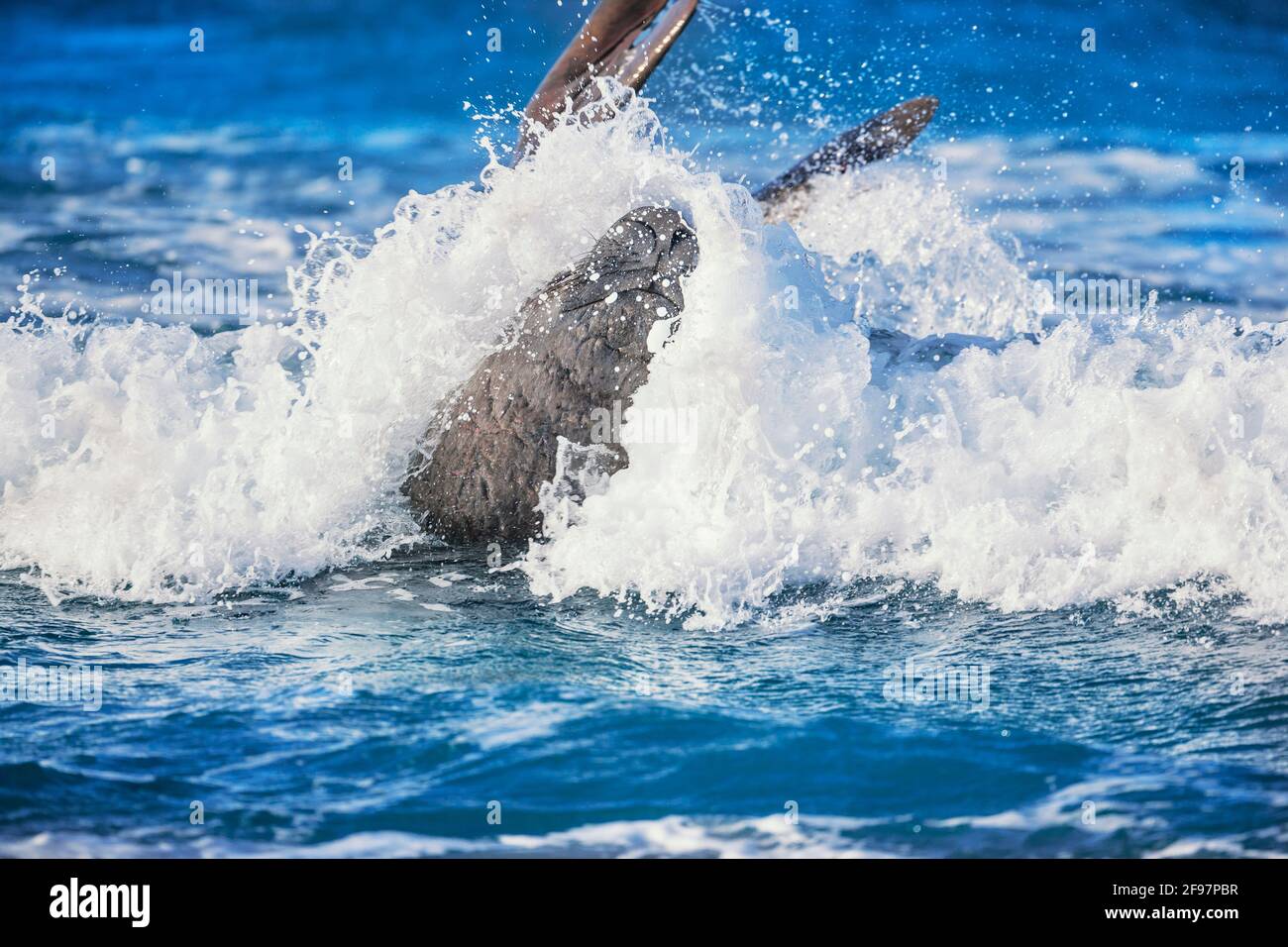 Southern Elephant Seal (Mirounga leonina), vagues de surf mâles, Sea Lion Island, îles Falkland, Atlantique Sud, Amérique du Sud Banque D'Images