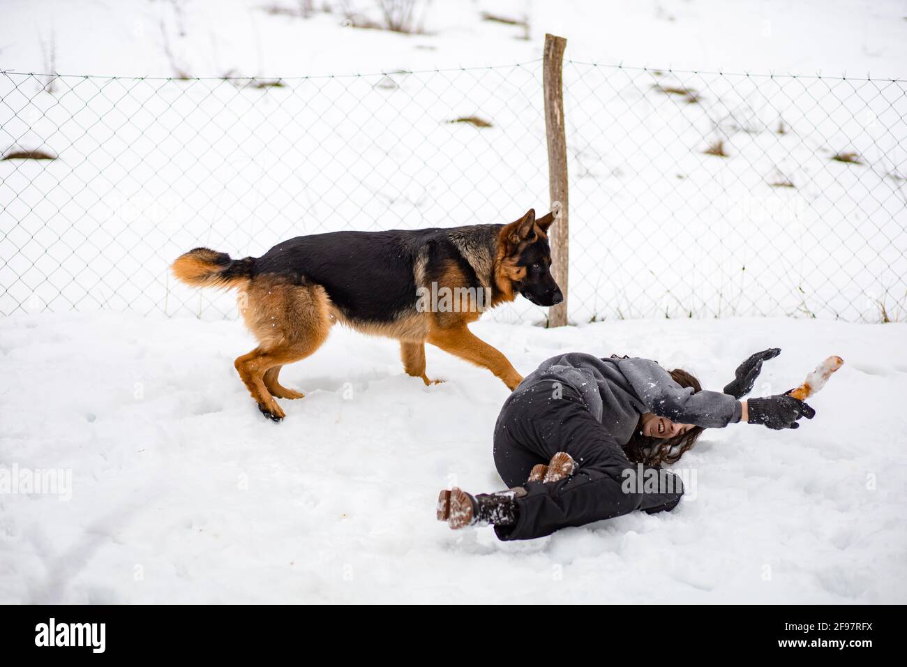 Jeune fille de brunette jouant avec son chien de berger allemand. L'hiver Banque D'Images