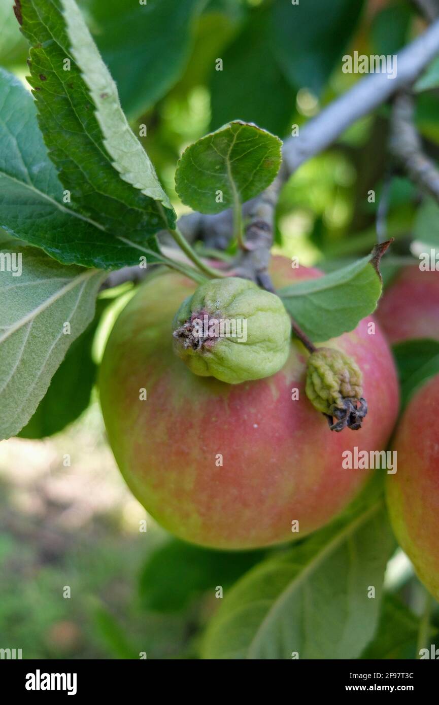 Trop de fruits sur la série de fruits, la pomme tombe en juin (Malus domestica) Banque D'Images