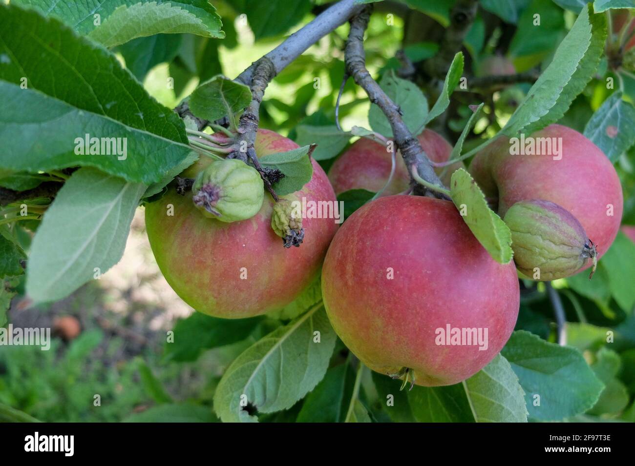 Trop de fruits sur la série de fruits, la pomme tombe en juin (Malus domestica) Banque D'Images