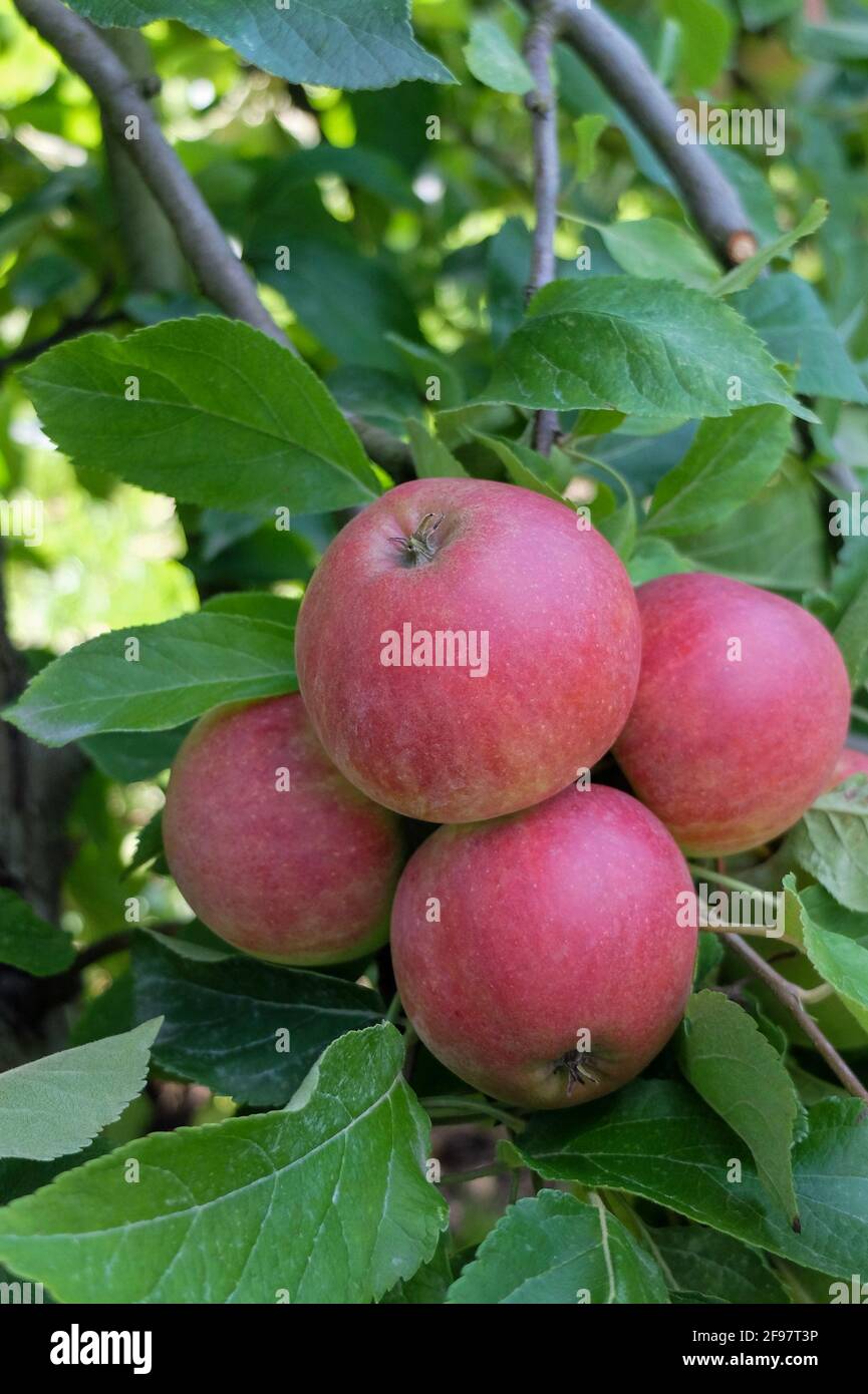 Pomme 'Jamba' (Malus domestica) Banque D'Images