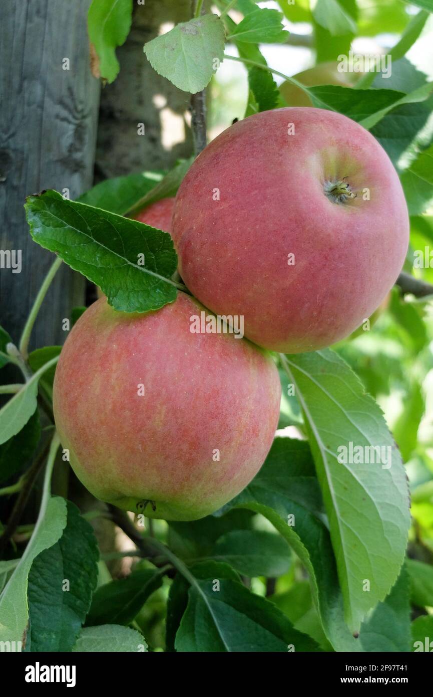 Pomme 'Jamba' (Malus domestica) Banque D'Images