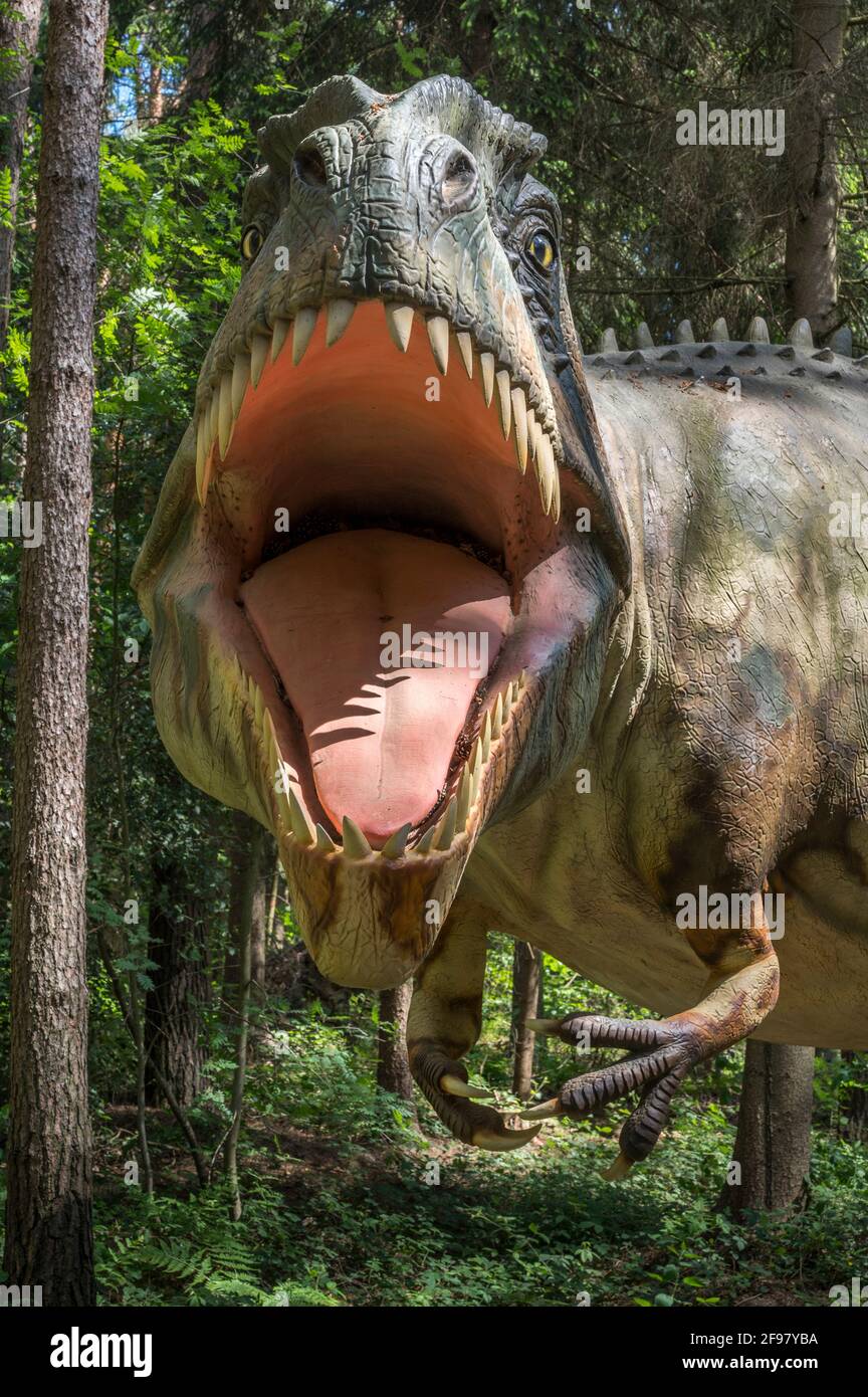 Dinosaure Gigantosaurus (semblable à T-Rex) comme modèle dans le Dinopark Münchehagen près de Hanovre. Vécu en Amérique du Sud au Crétacé, était d'environ 13m de long et 13t de poids. Banque D'Images