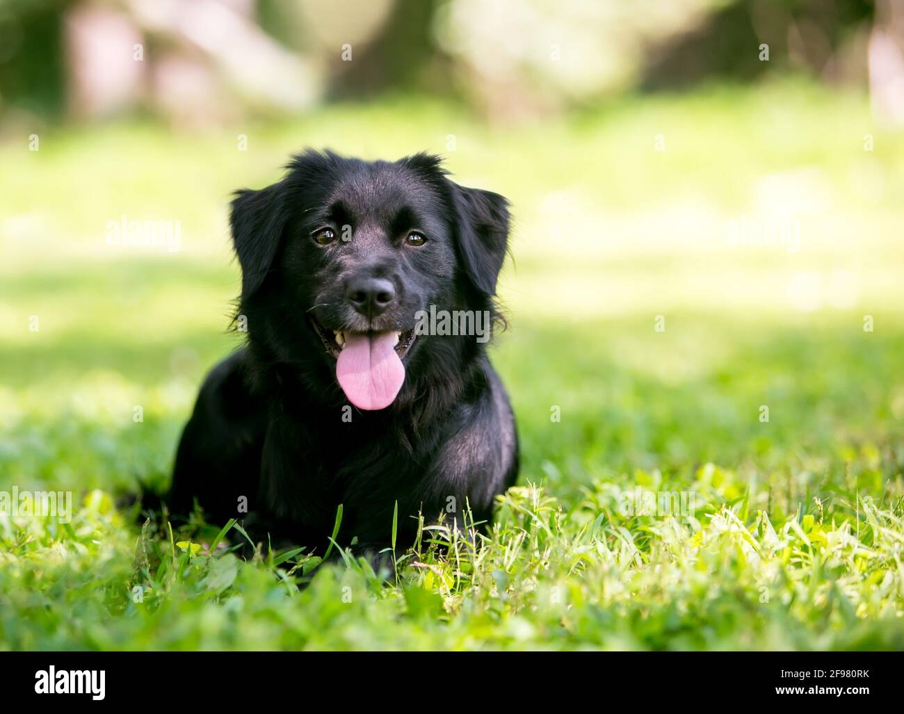 Un chien noir de race mixte à revêtement plat, allongé à l'intérieur  l'herbe avec une expression heureuse Photo Stock - Alamy