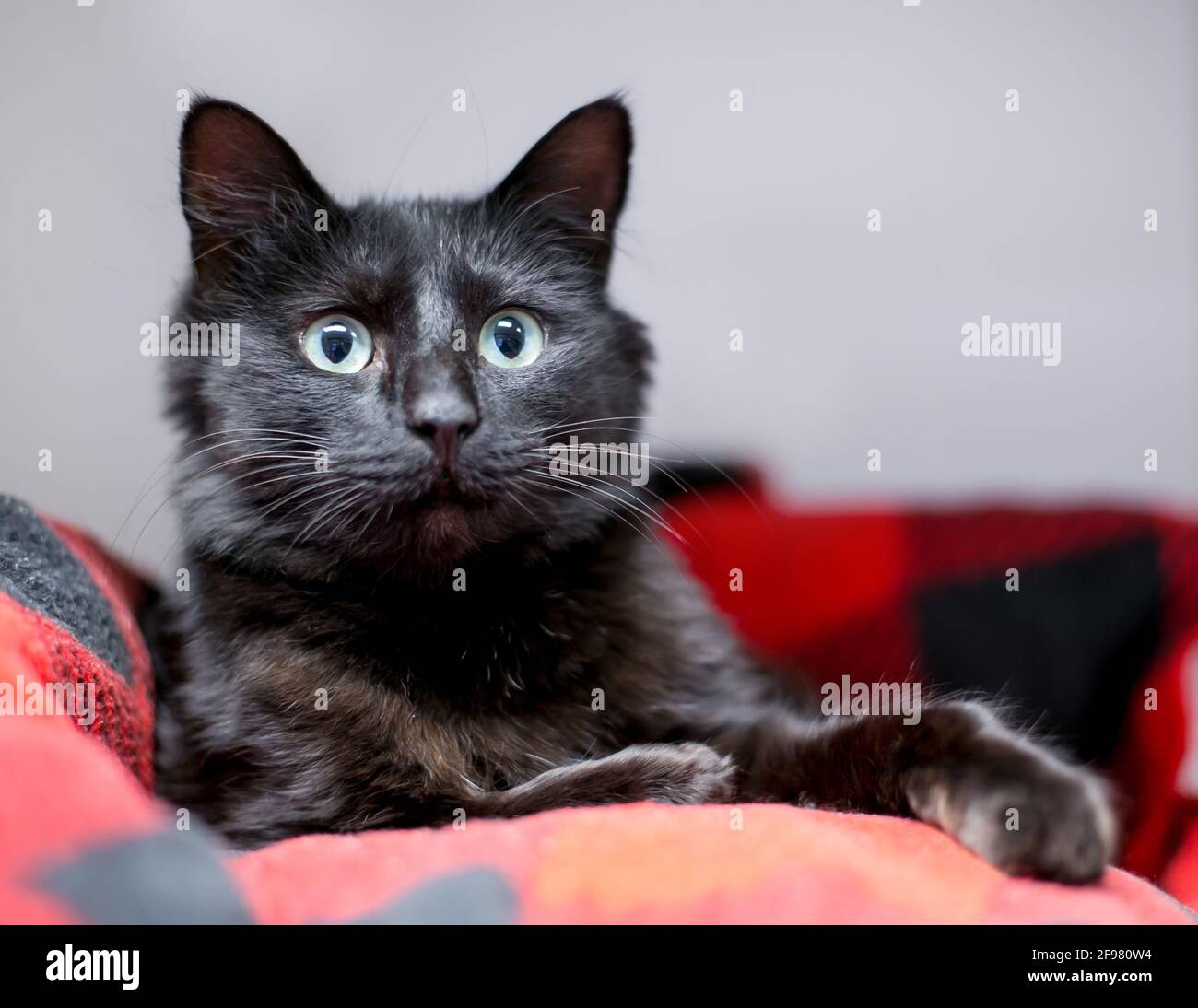 Un chat noir de shorthair avec une expression d'alerte et dilaté les élèves sont dans un lit de chat Banque D'Images
