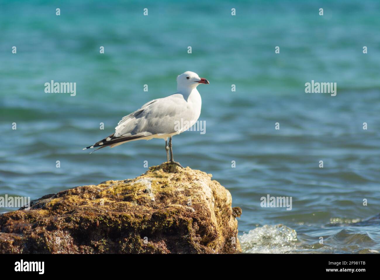 Gros plan d'un gull d'Audouin sur un rocher dans le mer Banque D'Images