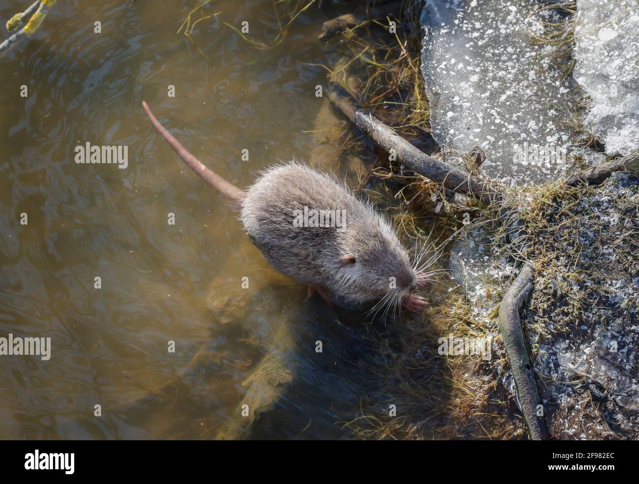 Hamm, Rhénanie-du-Nord-Westphalie, Allemagne - rat musqué sur la rive de la Lippe, glace et neige sur la Lippe. Banque D'Images