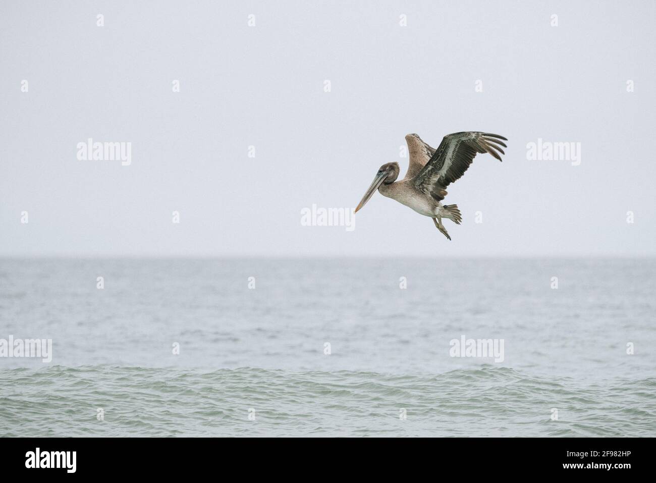 Vue latérale d'un pélican brun volant juste au-dessus de la Océan Pacifique Banque D'Images