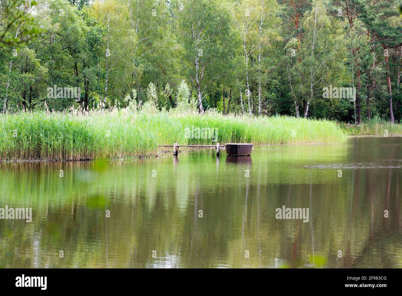 Lac avec une jetée en bois, Burgwedel, Basse-Saxe Banque D'Images