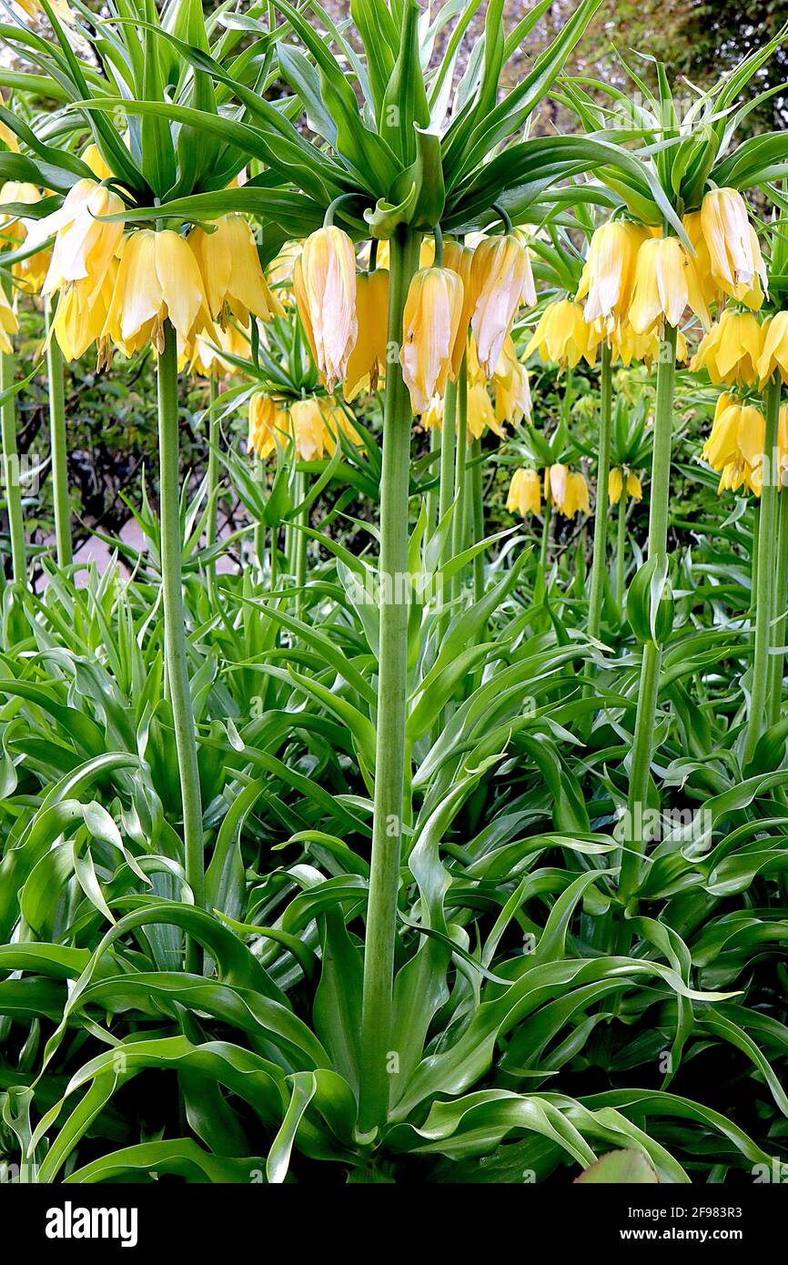 Fritilaria imperarialis Lutea Crown Imperial Lutea - fleurs géantes en forme de cloche avec couronne de feuilles, avril, Angleterre, Royaume-Uni Banque D'Images