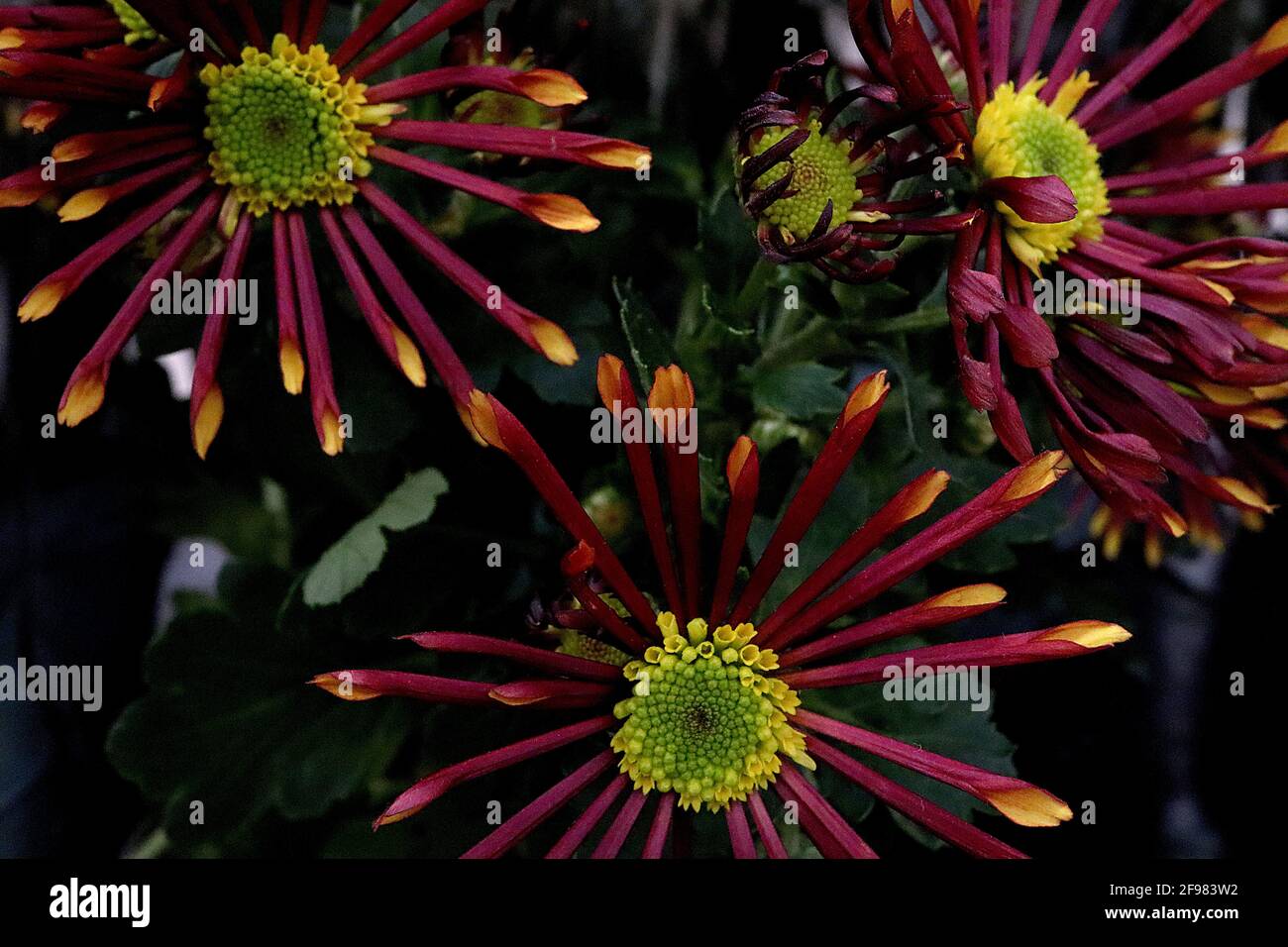 Chrysanthème araignée orange brûlée / roue dentée / cuillère fantaisie Chrysanthème – pétales rouge foncé à pointes jaunes, avril, Angleterre, Royaume-Uni Banque D'Images